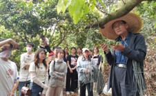 铁皮石斛种在荔枝树上增城——首个荔枝产业四维立体种植示范基地落户畲族村